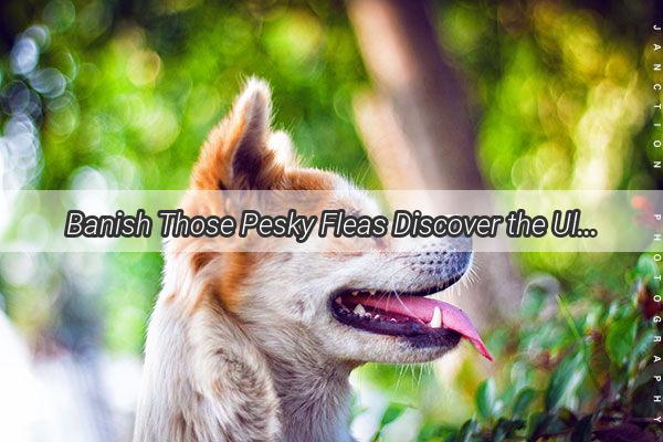 Banish Those Pesky Fleas Discover the Ultimate Remedies for Your Dogs Scabies